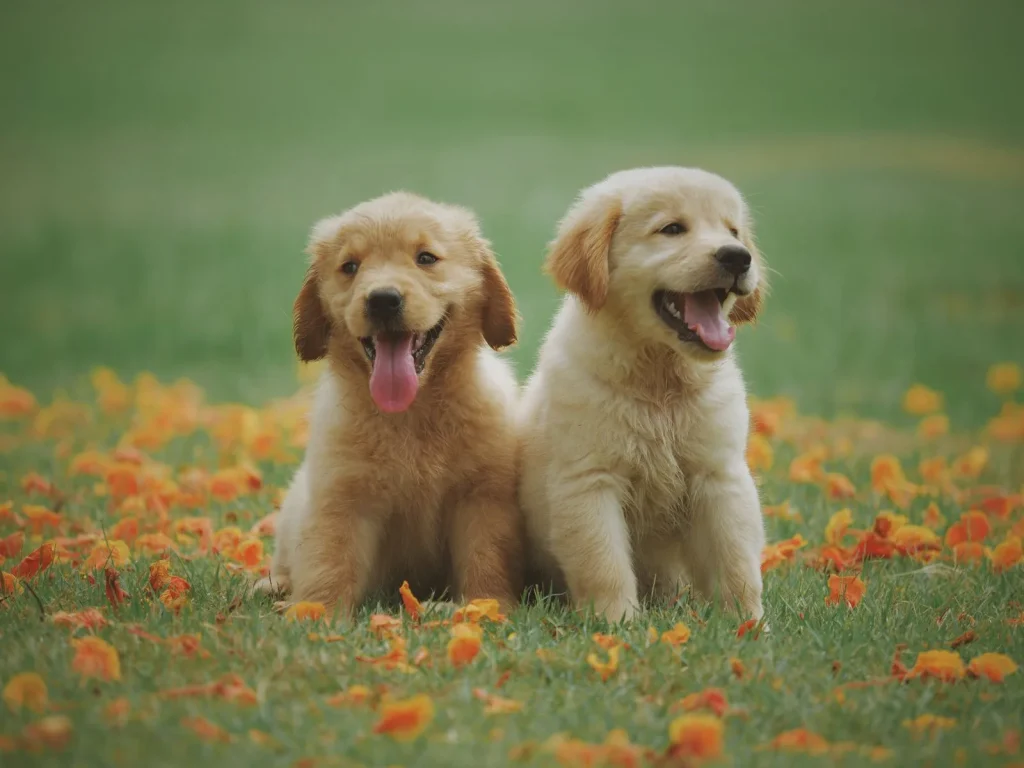 Deux jeunes chiens dans une prairie fleurie