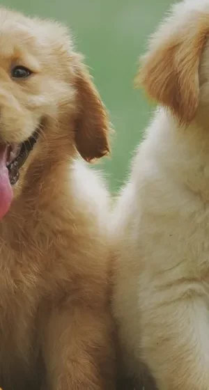 Deux jeunes chiens dans une prairie fleurie — aperçu du marque-page