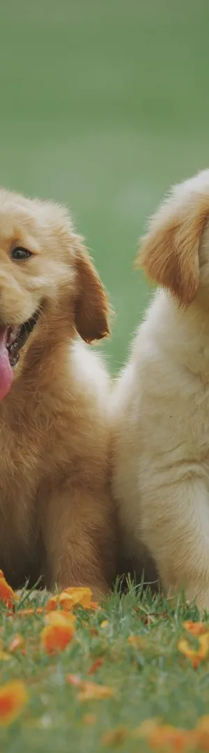 Deux jeunes chiens dans une prairie fleurie — aperçu du marque-page