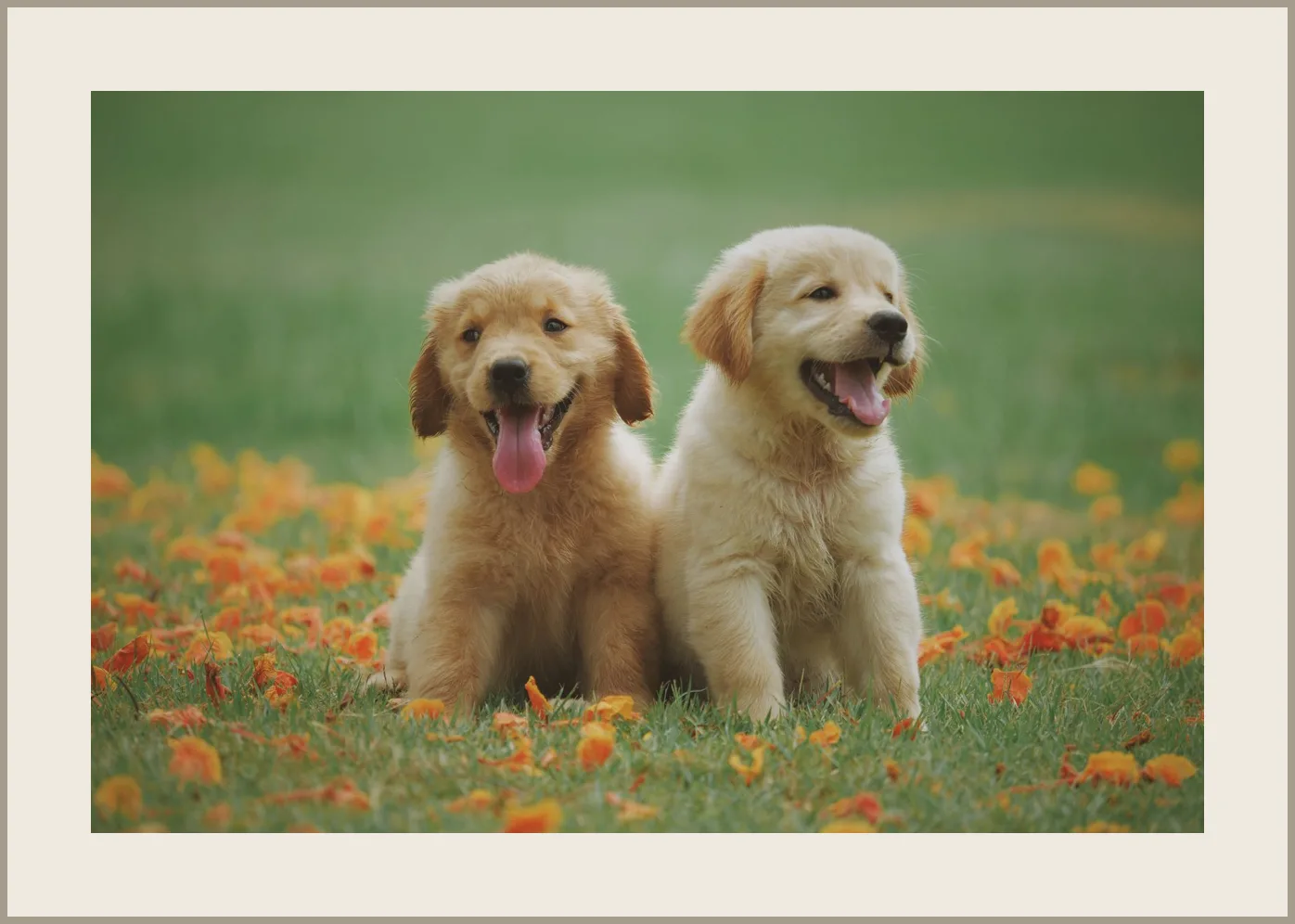Deux jeunes chiens dans une prairie fleurie — présentation avec passe-partout cartonné