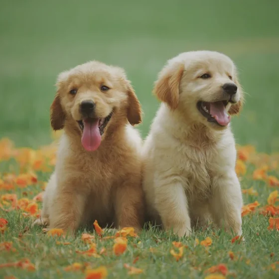 Deux jeunes chiens dans une prairie fleurie