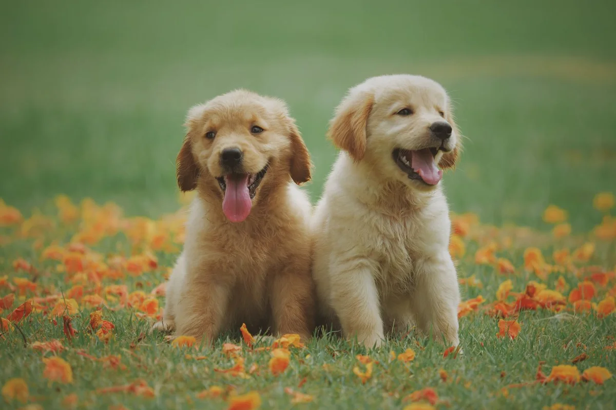 Deux jeunes chiens dans une prairie fleurie