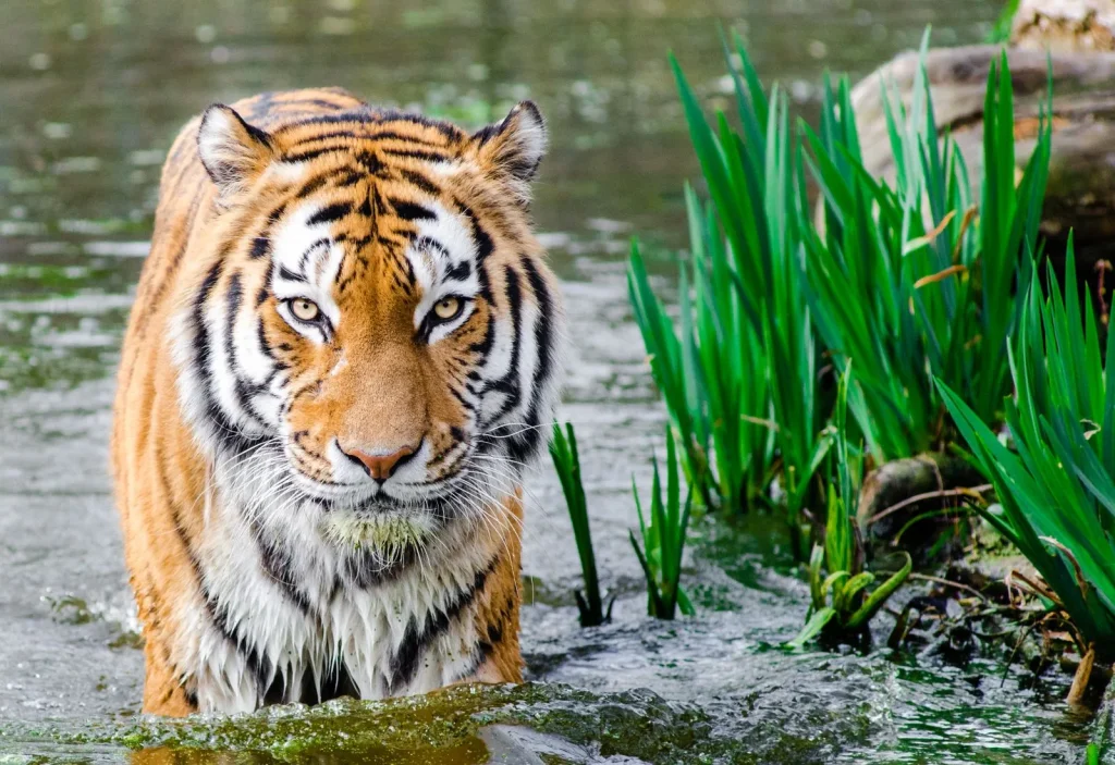 Tigre assis au milieu de la végétation