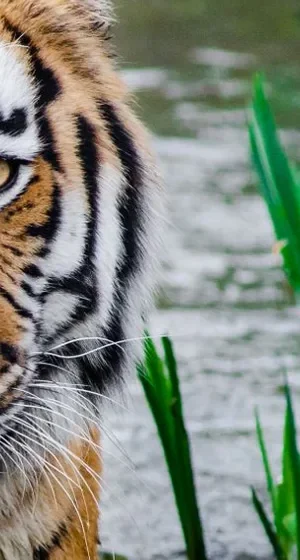 Tigre assis au milieu de la végétation — aperçu du marque-page