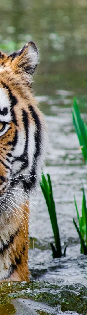 Tigre assis au milieu de la végétation — aperçu du marque-page