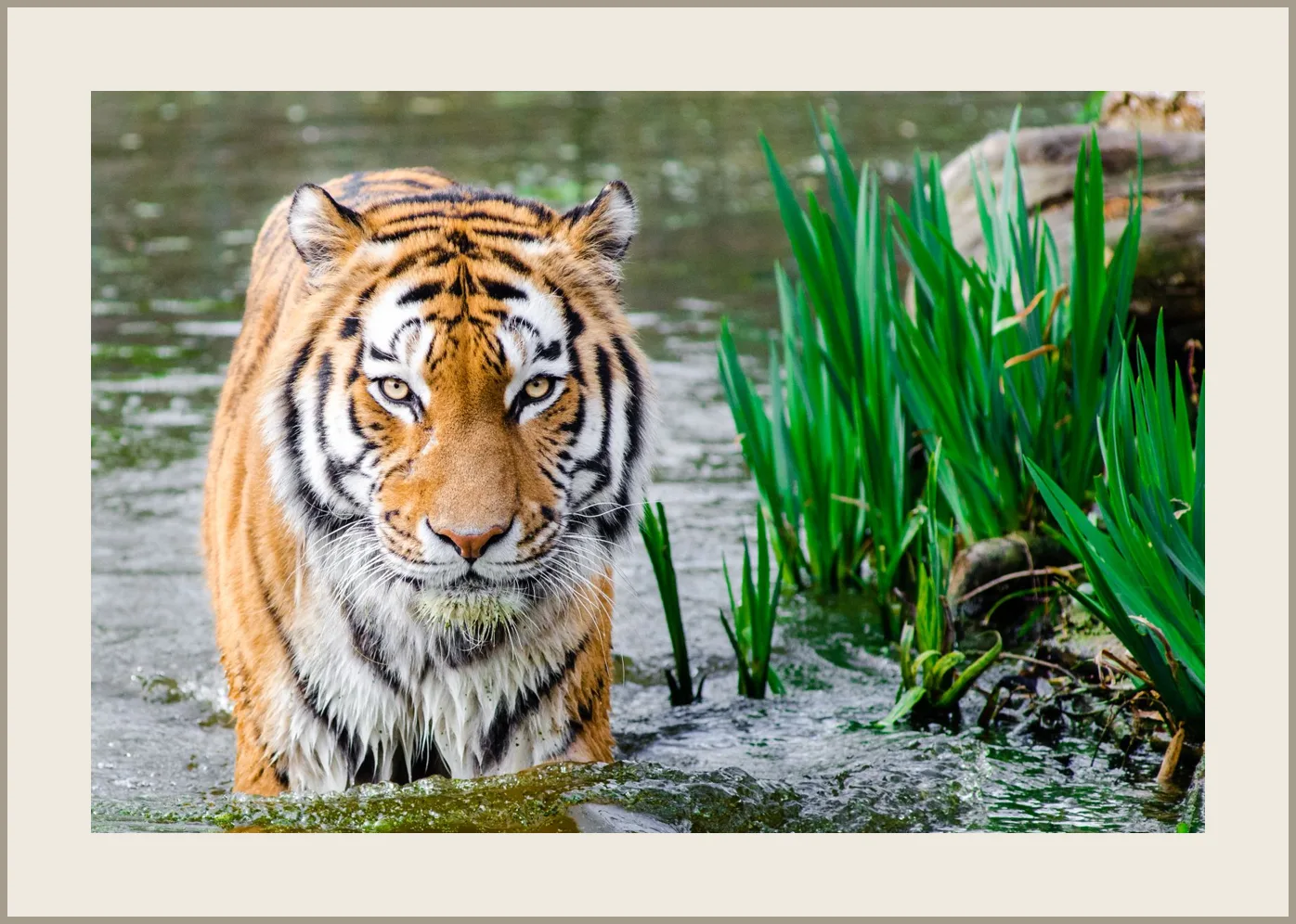 Tigre assis au milieu de la végétation — présentation avec passe-partout cartonné