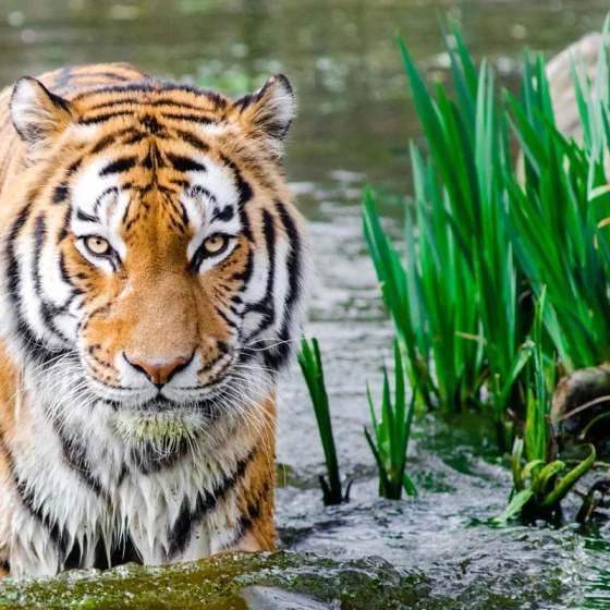 Tigre assis au milieu de la végétation
