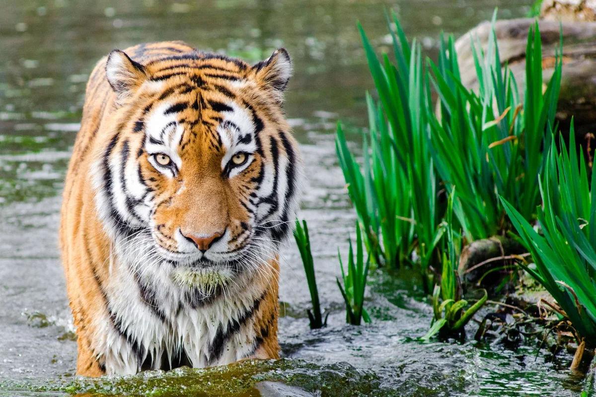 Tigre assis au milieu de la végétation