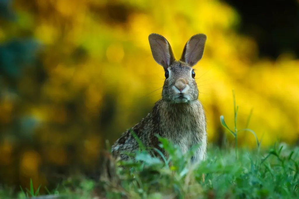 Lapin dans une prairie