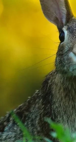Lapin dans une prairie — aperçu du marque-page