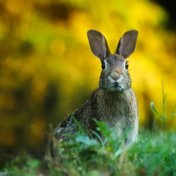 Lapin dans une prairie